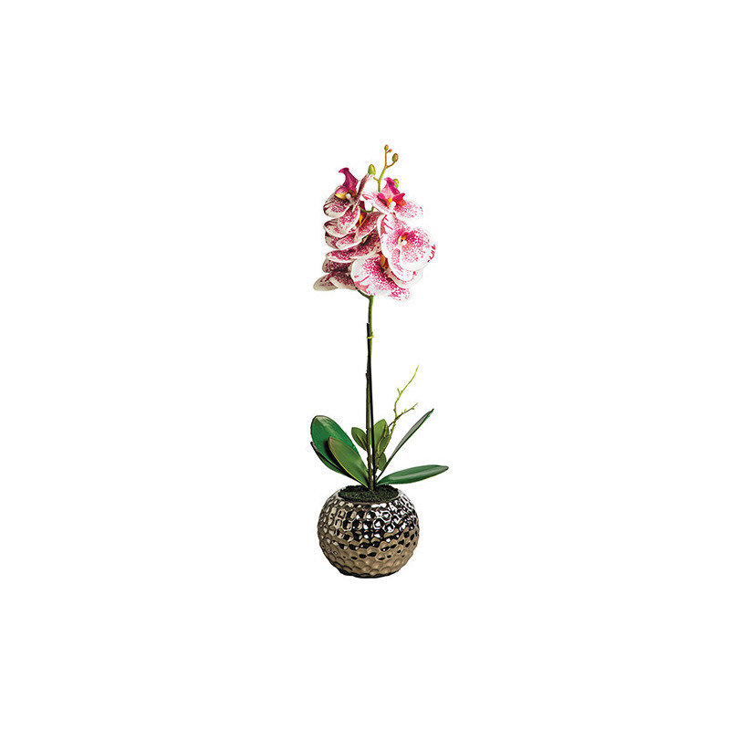 Orchidée «éternelle»
