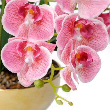 Orchidée rose "éternelle"